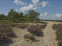 NL, Noord-Brabant, Heusden, Loonse en Drunense Duinen 52, Saxifraga-Marijke Verhagen